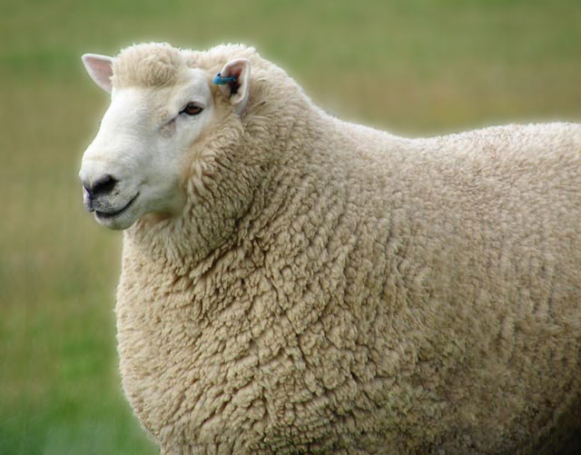 Sheep-single.jpg.f8e3257a979aaa37815524d