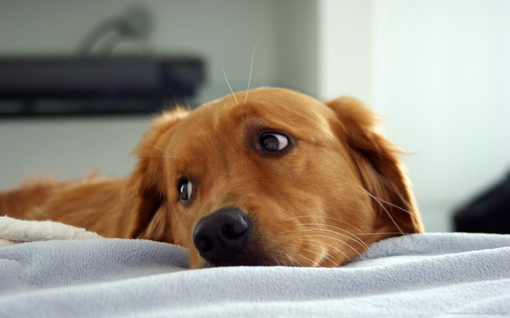 sad-golden-retriever.jpg