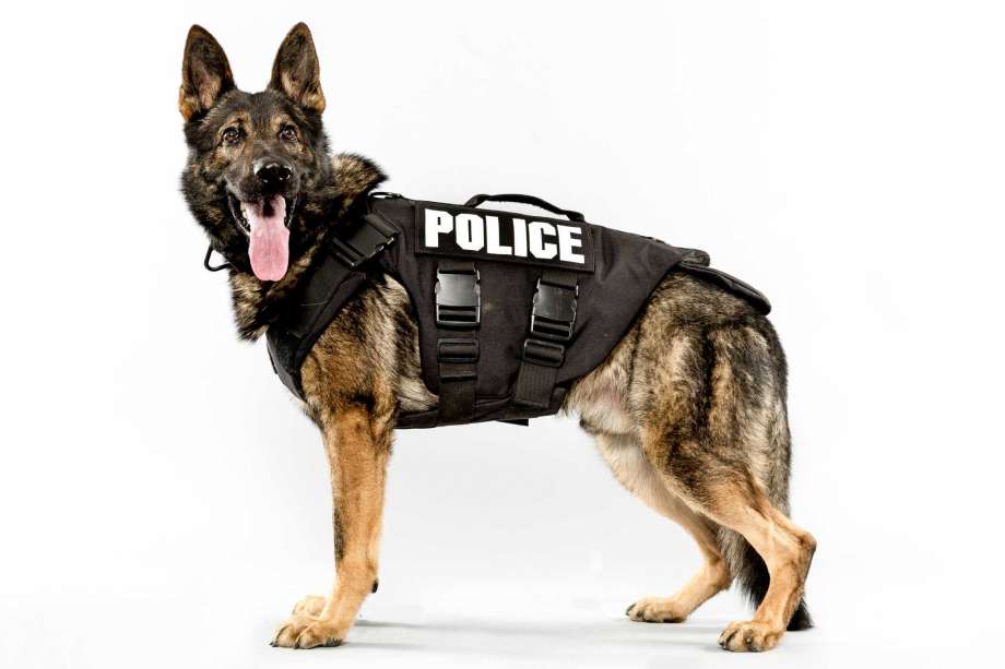 5833582435ba2_Policedog.jpg.dbe8550abb91