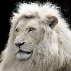 WhiteLion