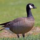 Goose